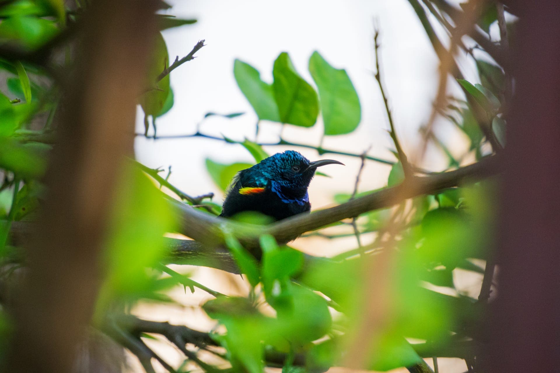 Purple Sunbird
