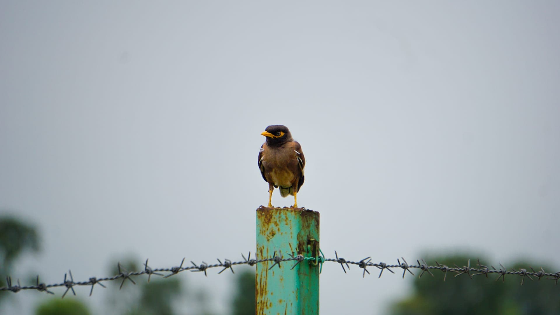 Contrast in the wild