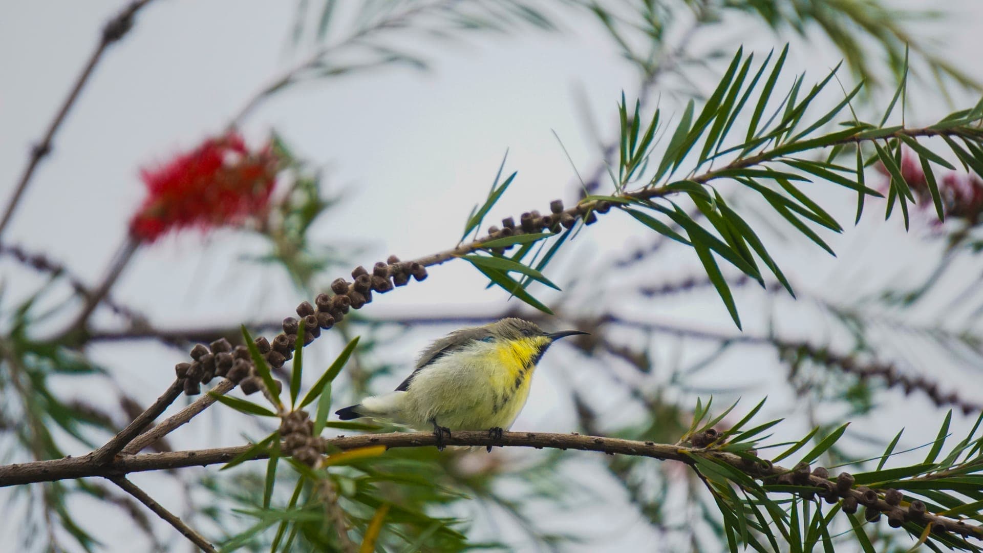 Vibrant yellow plumage